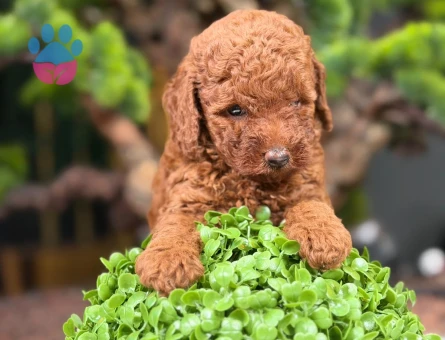 Safkan Toy Poodle Bebekler - 9111 - Görsel 3