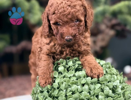Safkan Toy Poodle Bebekler - 9111 - Görsel 4