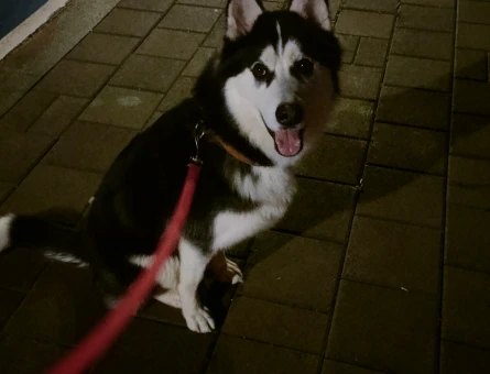 Sibirya Kurdu - 9113
