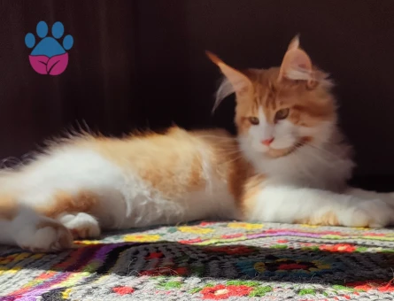 Geleceğin şampiyon adayı safkan secereli Mainecoon - 9114 - Görsel 2