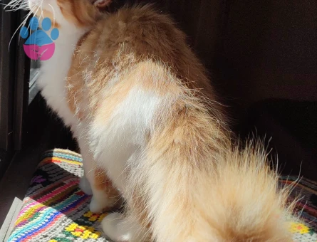 Geleceğin şampiyon adayı safkan secereli Mainecoon - 9114 - Görsel 3