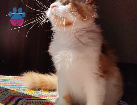 Geleceğin şampiyon adayı safkan secereli Mainecoon - 9114 - Görsel 5