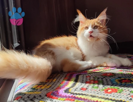 Geleceğin şampiyon adayı safkan secereli Mainecoon - 9114 - Görsel 4