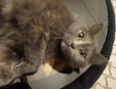 British Shorthair Dişi Kedime Yuva Arıyor - 9118