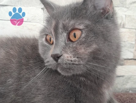 British Shorthair Dişi Kedime Yuva Arıyor - 9118 - Görsel 4