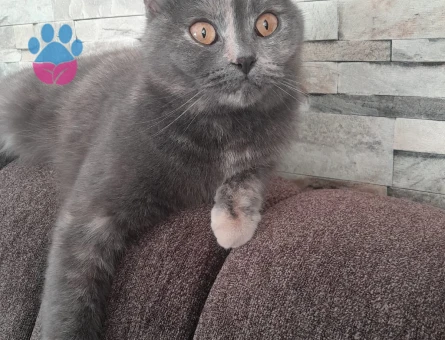 British Shorthair Dişi Kedime Yuva Arıyor - 9118 - Görsel 3