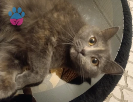 British Shorthair Dişi Kedime Yuva Arıyor - 9118 - Görsel 5