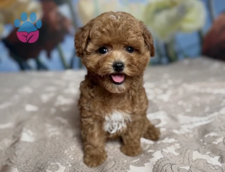 PARTİ COLOR TOY POODLE YAVRULAR - 9119