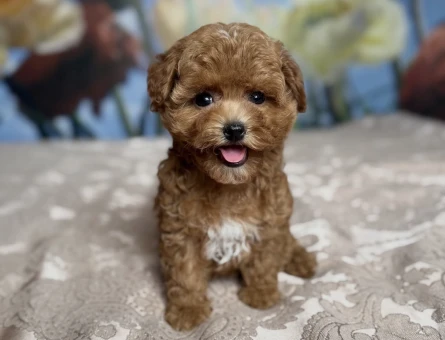 PARTİ COLOR TOY POODLE YAVRULAR - 9119