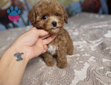PARTİ COLOR TOY POODLE YAVRULAR - 9119 - Görsel 3