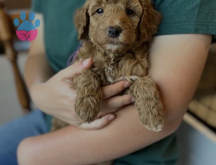 SEVİMLİ MALTİPOO YAVRULARI - 9120