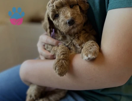 SEVİMLİ MALTİPOO YAVRULARI - 9120 - Görsel 3