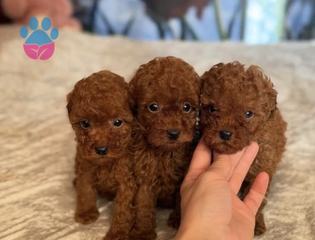 TOY POODLE KARDEŞLER - 9121