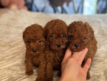 TOY POODLE KARDEŞLER - 9121