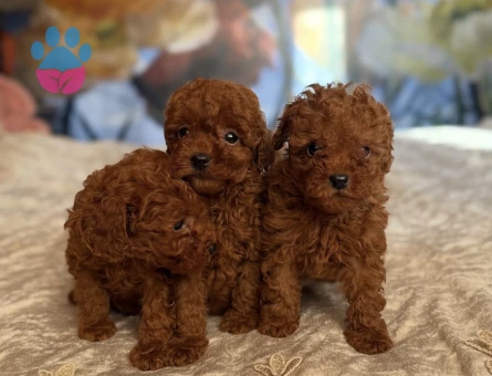 TOY POODLE KARDEŞLER - 9121 - Görsel 3