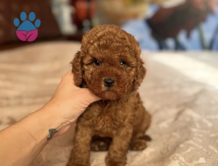 BABY FACE TOY POODLE YAVRULAR - 9122