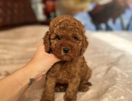 BABY FACE TOY POODLE YAVRULAR - 9122
