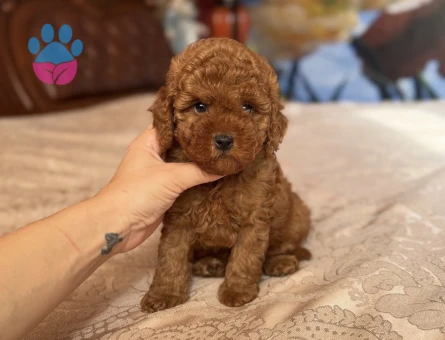 BABY FACE TOY POODLE YAVRULAR - 9122 - Görsel 3