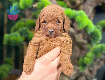 Mükemmel Safkan Toy Poodle Yavrular - 9139