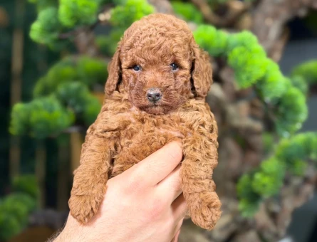 Mükemmel Safkan Toy Poodle Yavrular - 9139