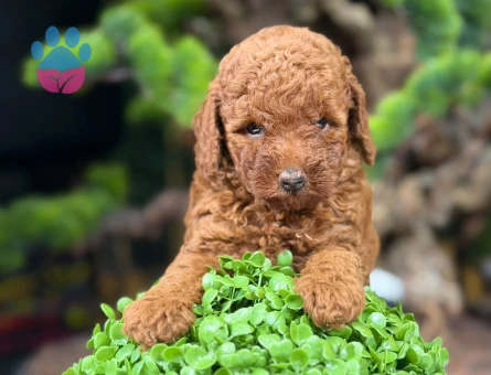 Mükemmel Safkan Toy Poodle Yavrular - 9139 - Görsel 4