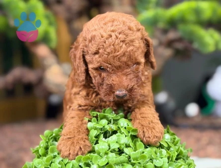 Mükemmel Safkan Toy Poodle Yavrular - 9139 - Görsel 3