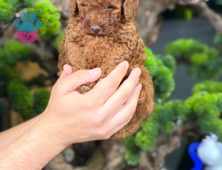 Muhteşem Toy Poodle Bebekler - 9140 - Görsel 2