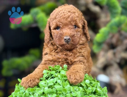 Muhteşem Toy Poodle Bebekler - 9140 - Görsel 4