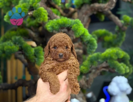 Muhteşem Toy Poodle Bebekler - 9140 - Görsel 3