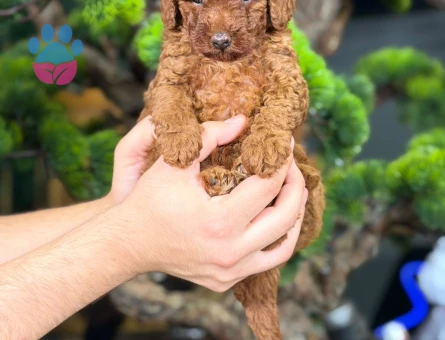 Safkan Toy Poodle Bebeklerimiz - 9141 - Görsel 2