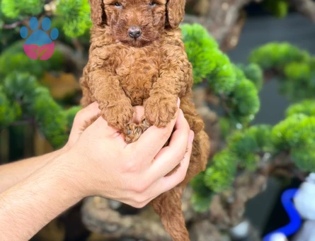 Safkan Toy Poodle Bebeklerimiz - 9141 - Görsel 3