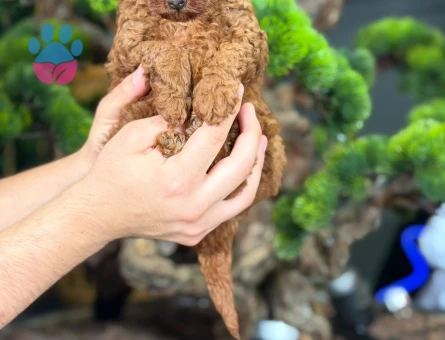 Safkan Toy Poodle Bebeklerimiz - 9141 - Görsel 4