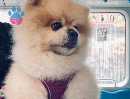 pomeranian boo  erkek 4 yaşında - 9142 - Görsel 3
