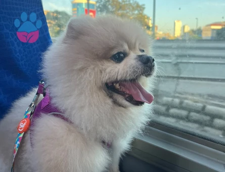 pomeranian boo  erkek 4 yaşında - 9142 - Görsel 4