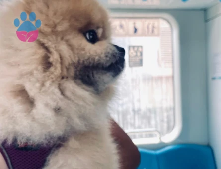 pomeranian boo  erkek 4 yaşında - 9142