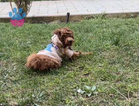 Teacup poodle - 9143