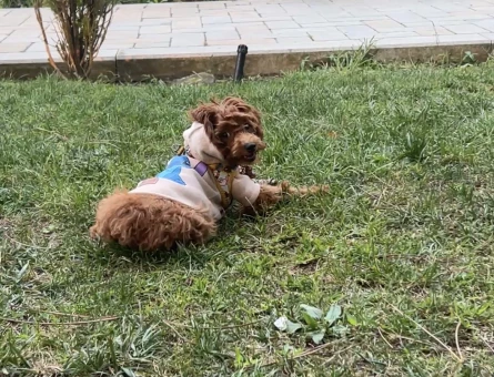 Teacup poodle - 9143
