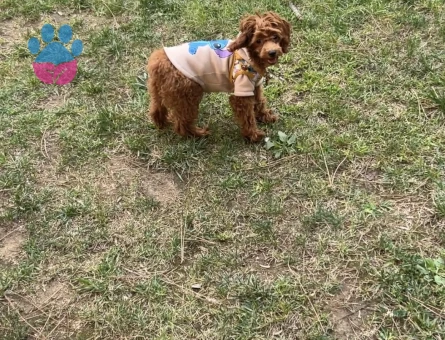 Teacup poodle - 9143 - Görsel 3