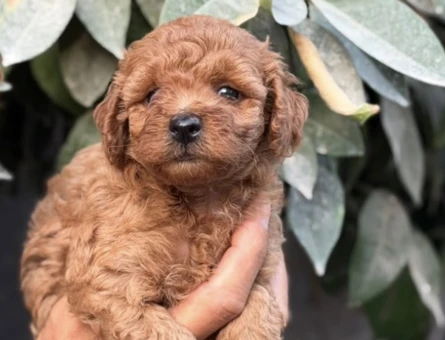 Toy Poodle - 9145