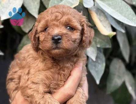 Toy Poodle - 9145 - Görsel 3
