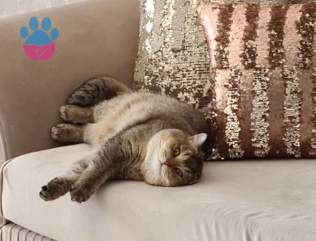 İki şahane Golden Shaded British Shorthair - 9148 - Görsel 2