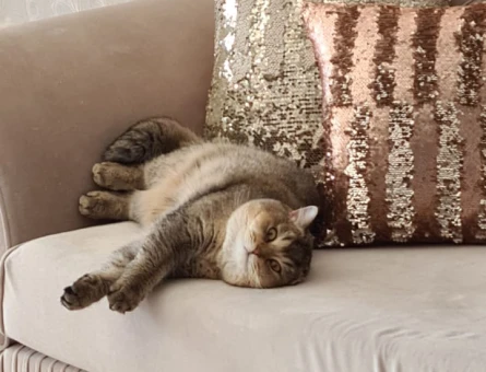 İki şahane Golden Shaded British Shorthair - 9148