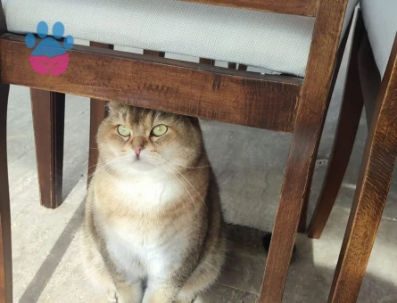 İki şahane Golden Shaded British Shorthair - 9148 - Görsel 3