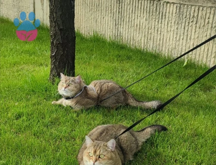 İki şahane Golden Shaded British Shorthair - 9148 - Görsel 4
