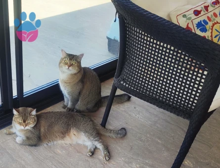 İki şahane Golden Shaded British Shorthair - 9148 - Görsel 5