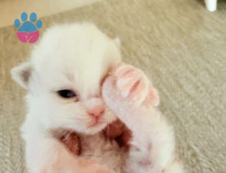 Ragdoll yavru kedi - 9150