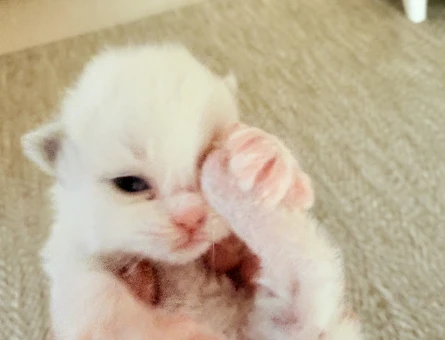 Ragdoll yavru kedi - 9150