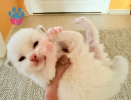 Ragdoll yavru kedi - 9150 - Görsel 3