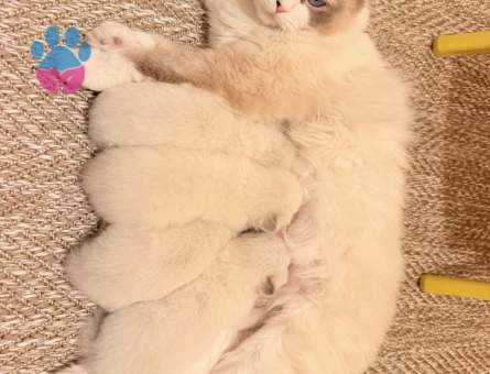 Ragdoll yavru kedi - 9150 - Görsel 4