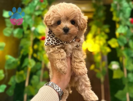 Orginal Korean Teacup  Maltipoo yavrular - 9153